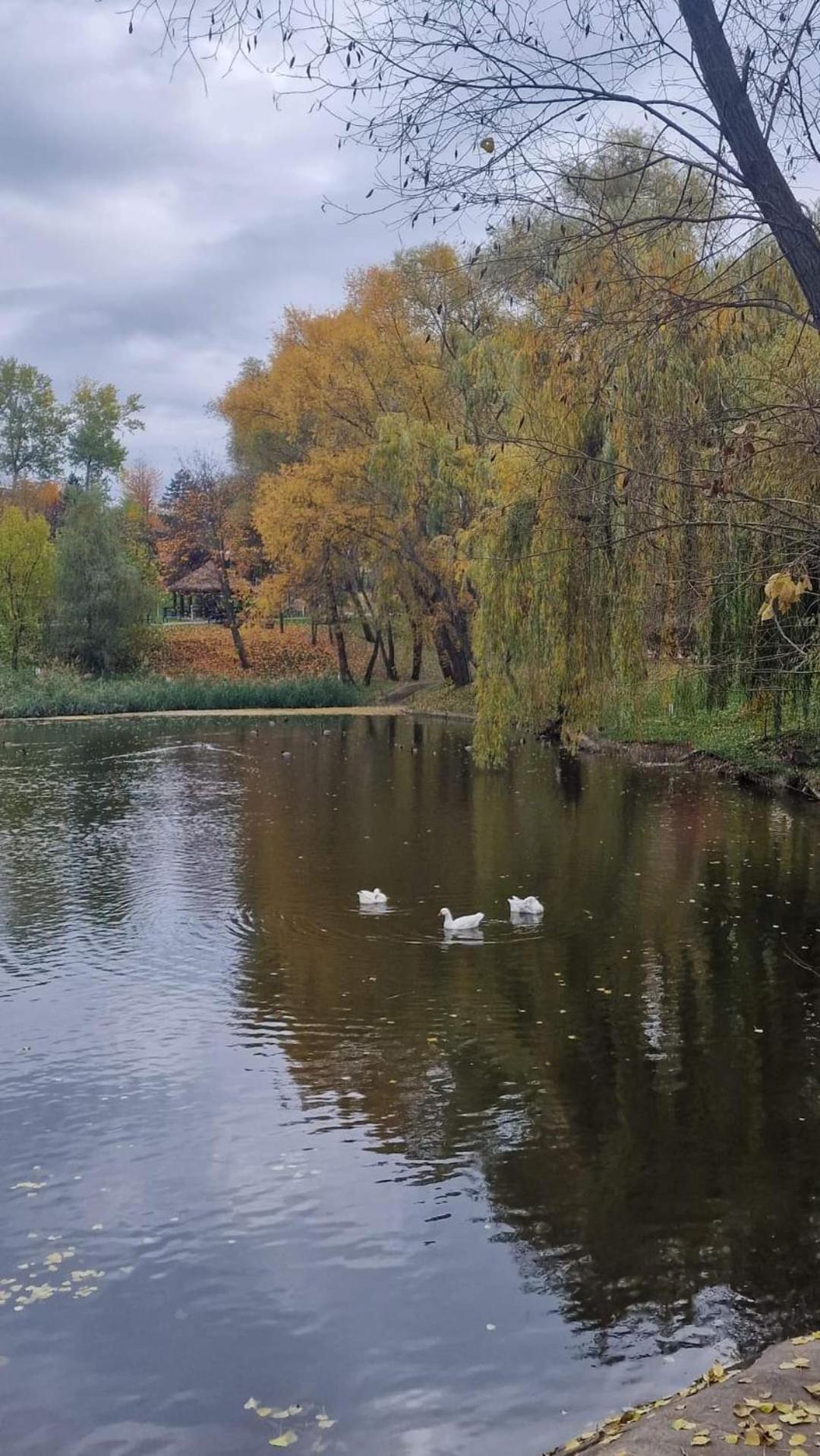Cozy Apartment Narciselor Suceava Ipotesti  Bagian luar foto